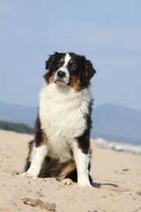 berger australien assis de face en bord de mer