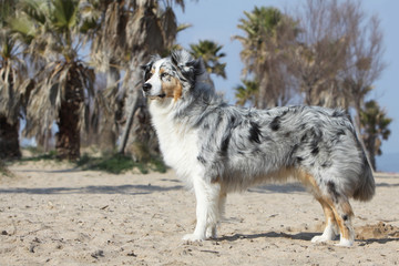 berger australien de profil sur le sable © Dogs
