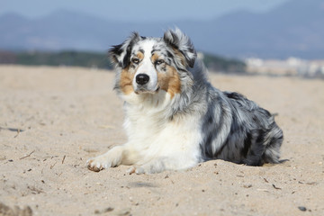 chien allongé sur le sable en vacances