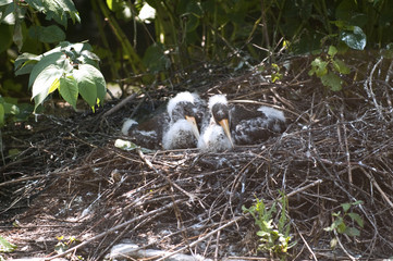 Young black storks