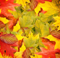 Autumn leaves, can be used as a background