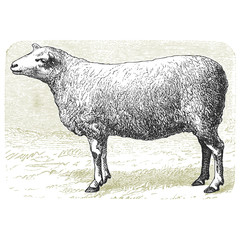 Naklejka premium Le mouton