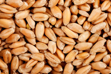 natural oat grains background