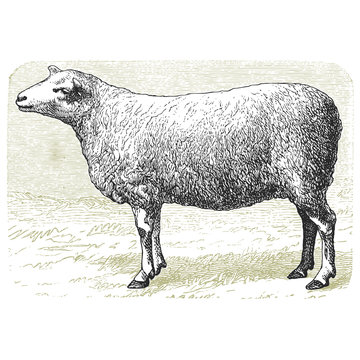Le mouton
