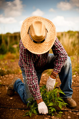 Agricultor plantando patatas