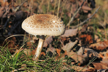 Macrolepiota procera or Parasol mushroom