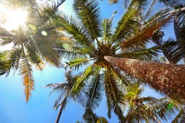 Fototapeta na wymiar Palmy z kokosami