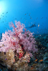 Fototapeta na wymiar Vibrant różowy miękki koral sylwetka płetwonurek w backg