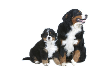 bernese mountain dog - mummy and puppy