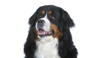 beau portrait de bouvier bernois de face