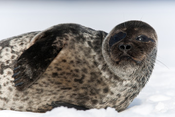 Ringed seal © seeman6628