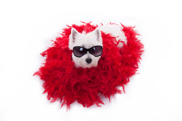 westie terrier with sun glasses and red shaw