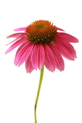 Echinacea purpurea