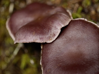 Macro of Mushrooms