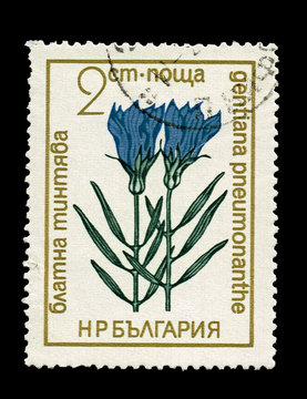 Bulgaria showing gentiana pneumonanthe, circa 1968