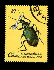 CUBA, Entomofauna Calosoma Splendida,  circa 1980