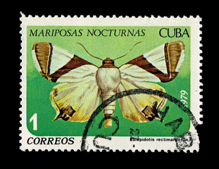 CUBA,  Mariposas Nocturnas Eulepidotis rectimargo,  circa 1979