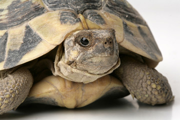 portrait of turtle