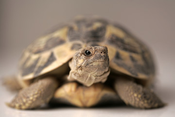 tartaruga