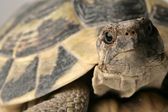 tartaruga guarda in macchina