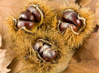 Chestnuts