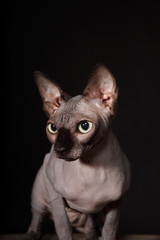 Sphynx cat