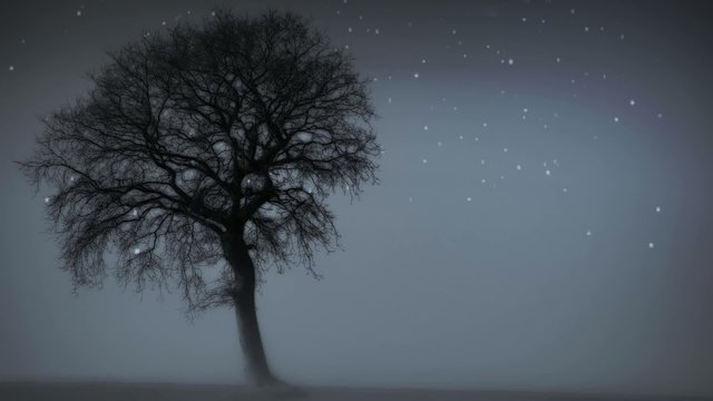 Arbre en hiver