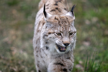 Fototapeta premium Lynx d'Europe