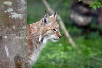 Obraz premium Lynx d'Europe