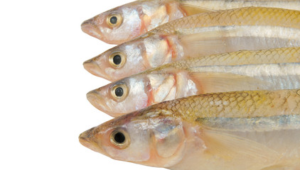 Smelt fish isolated on white background