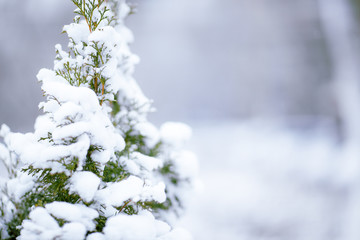 Winter pine-tree