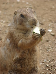 Repas d'une marmotte