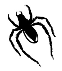 silhouette spider on white background