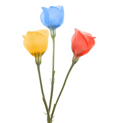 Fototapeta premium Three distinct color flowers bouquet(Lisianthus flowers)
