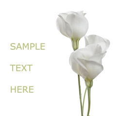 White flowers isolated on white(Lisianthus flowers)