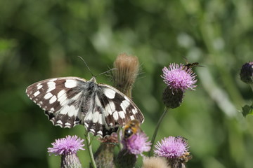 Demi-deuil ou Arge galathée (Melanargia galathea)