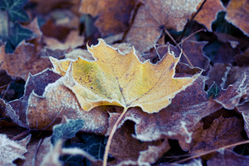Frosty leaves
