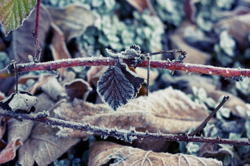 Frosty leaves