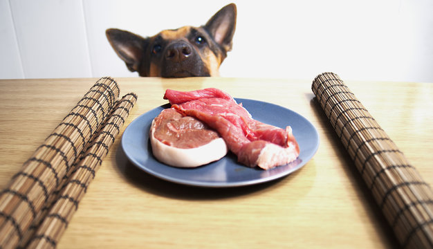 pastor alem&aacute;n frente a plato de carne