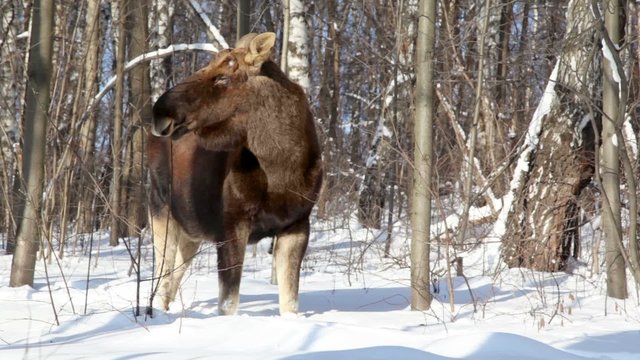 Deer stand and eat buds from shrubs at woods in winter