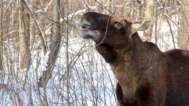 Deer stand and eat buds from shrubs