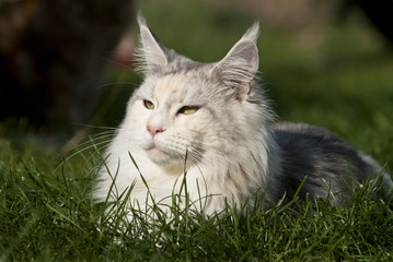 Katze im Gras liegend