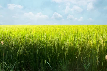 Vitrage gordijnen Platteland rice field