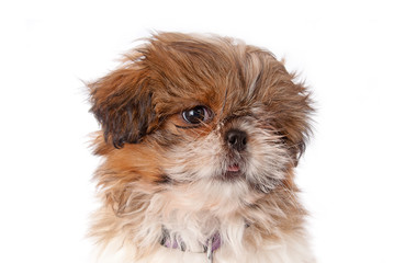 Shihtzu Welpe