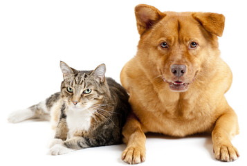 Cat and dog together