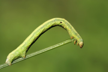 geometrid - a kind of insects