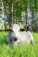 Cow lies in the grass