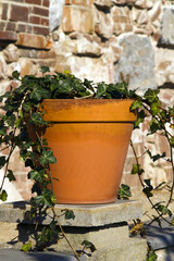 Ivy growing in a terracotta pot