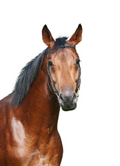 Fototapeta premium cute young bay horse isolated on white