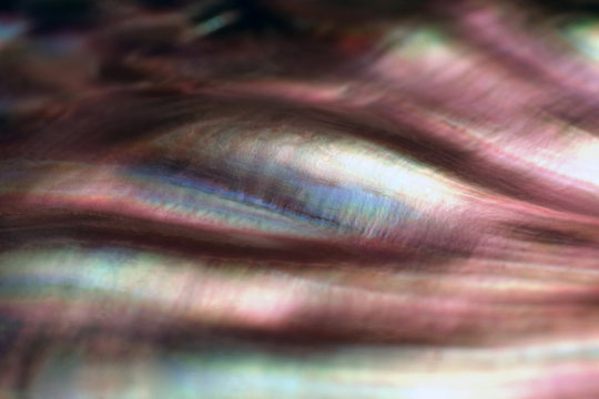 colorful nacre closeup